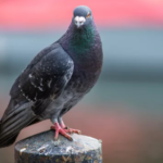 photo de pigeon